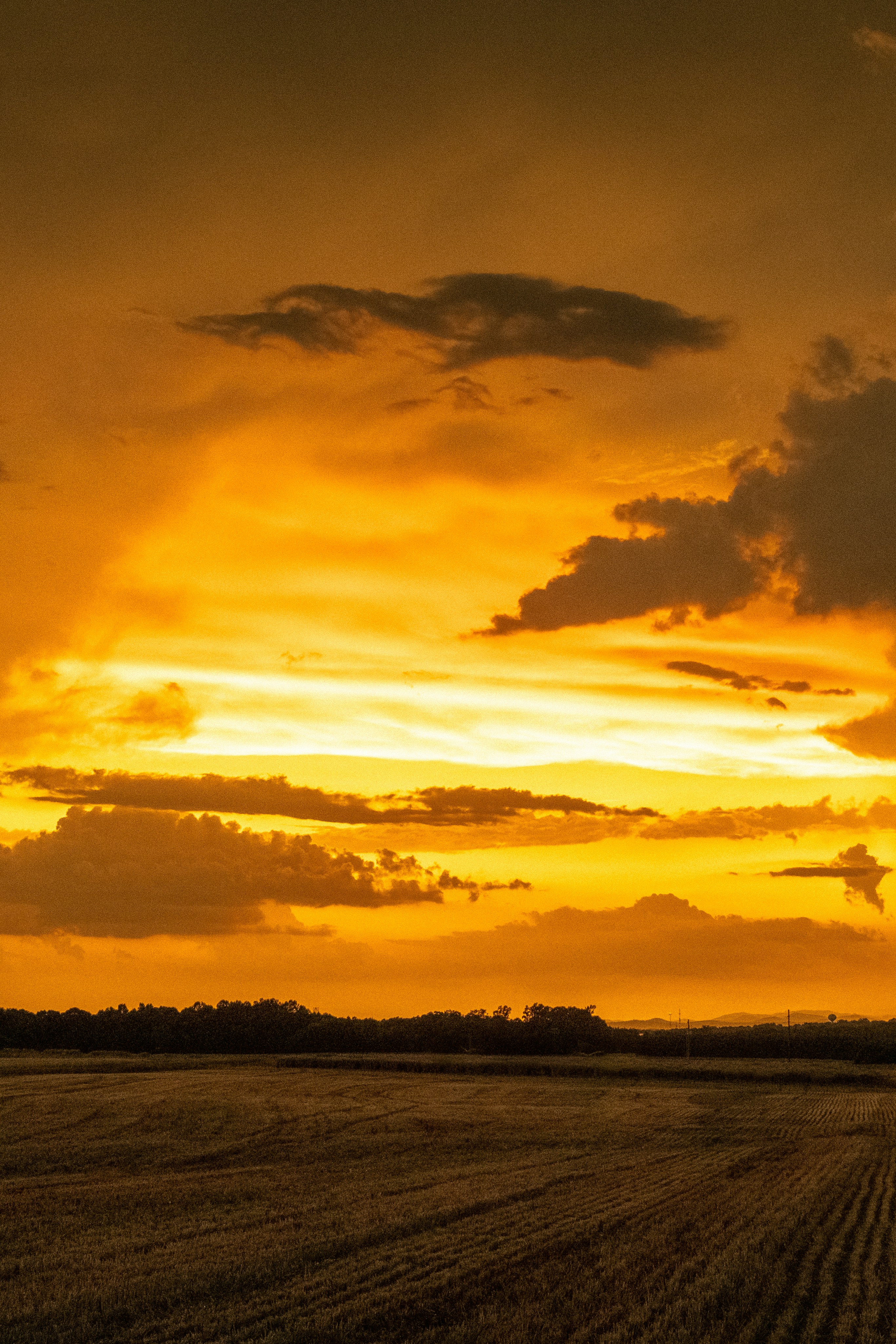Golden wheat field at sunset